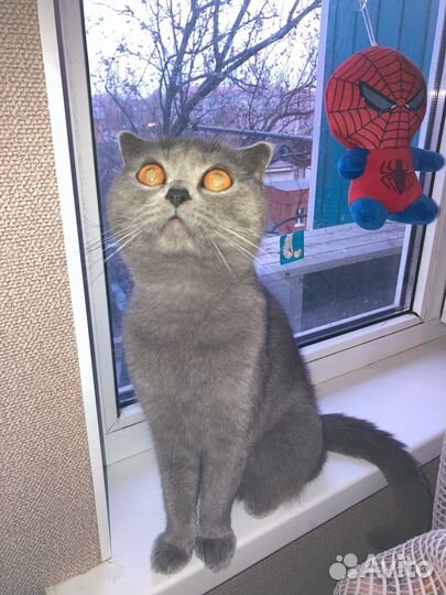 Шотландская вислоухая