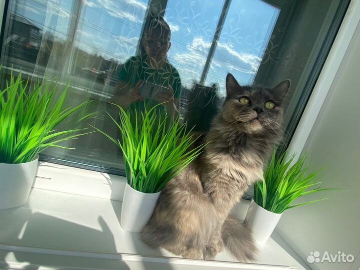 Отдам в добрые руки кошку