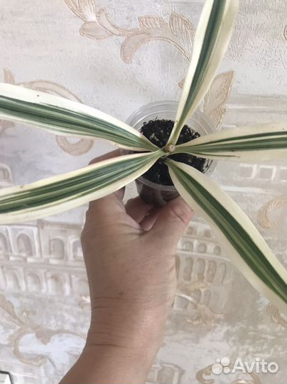 Драцена Сонг оф Индия