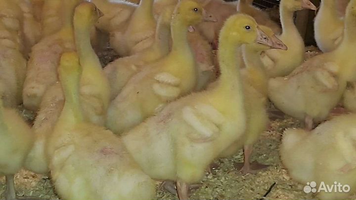 Гуси подрощенные
