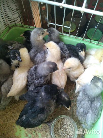 Цыплята доминанта 2 - 3 недели