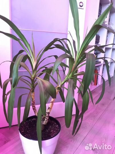 Фикус, юкка