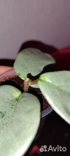 Хойя аргентия принцесса