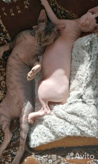 Вязка Канадский сфинкс к вашим услугам