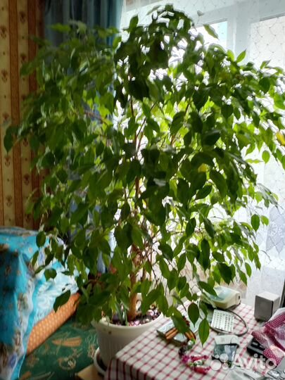 Фикус бенджамина