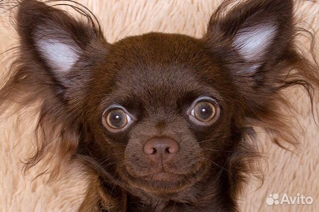 Чихуахуа д/ш шоколадный мальчик