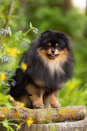 Померанский шпиц. Черно-подпалый для вязки