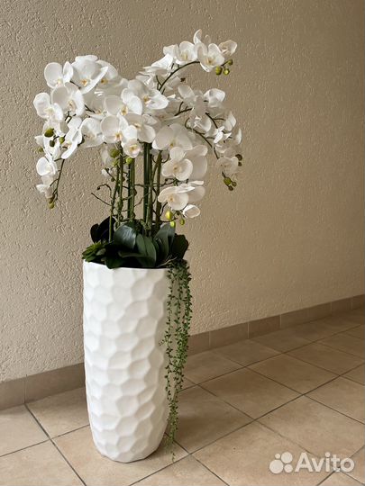 Орхидея напольная