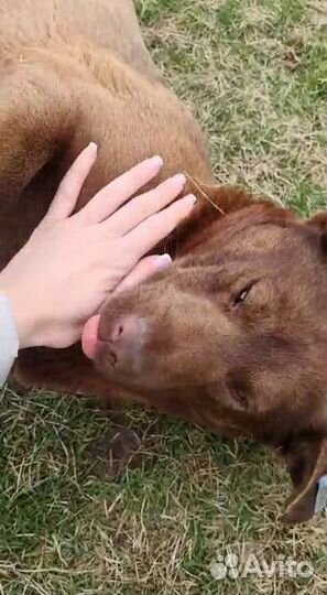 Каштан супер пёс ищет дом