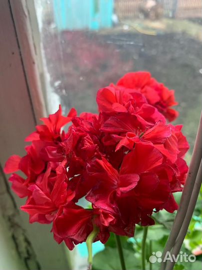 Комнатные растения пеларгония,бальзамин,декабрист