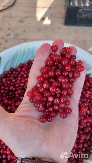 Клюква замороженная