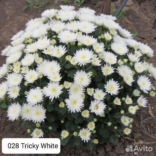 Хризантема мультифлора