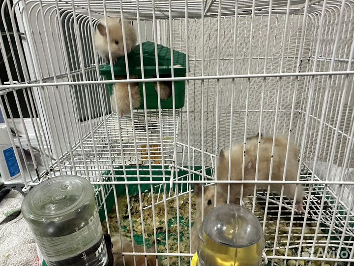 Сатиновый хомяк