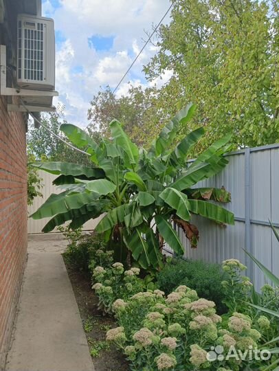 Банановая пальма большая