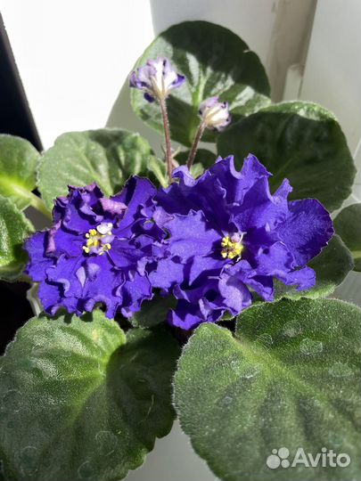 Сортовые фиалки молодые розетки