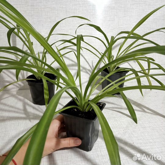 Хлорофитум Хохлатый