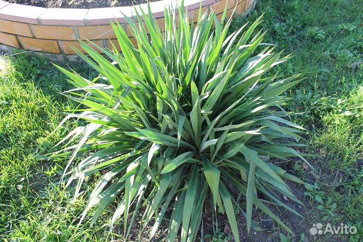 Продаются саженцы пальмы 