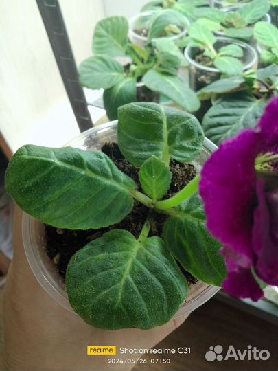 Глоксиния цветущая