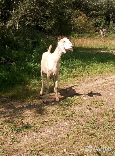 Козы и козлята