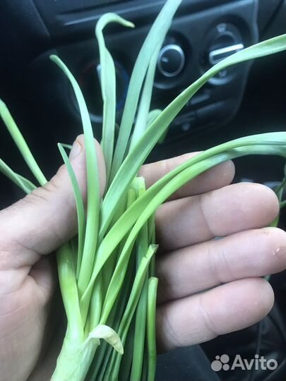 Луковая ферма