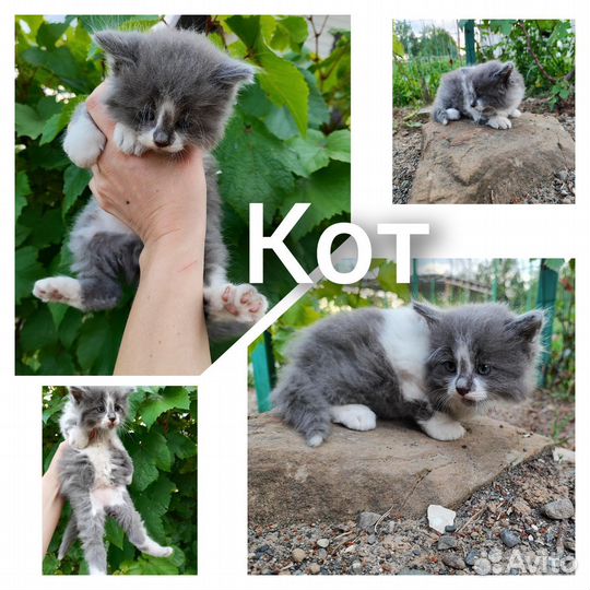 Очаровательные котята ищут дом