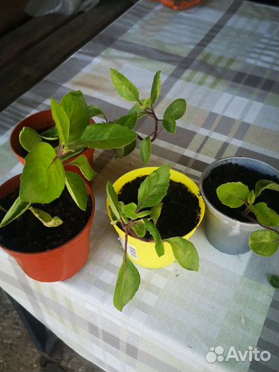 Лекарственная Джинура