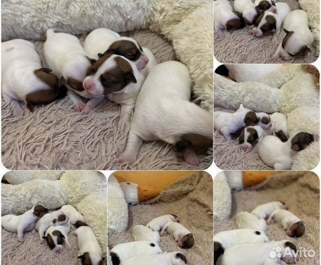 Щенки Джек Рассел