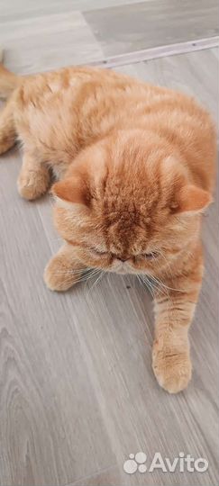 Кот Экзот
