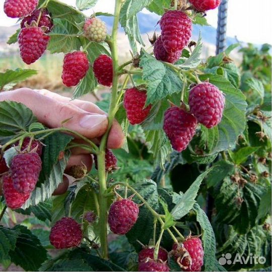 Малина сорт 