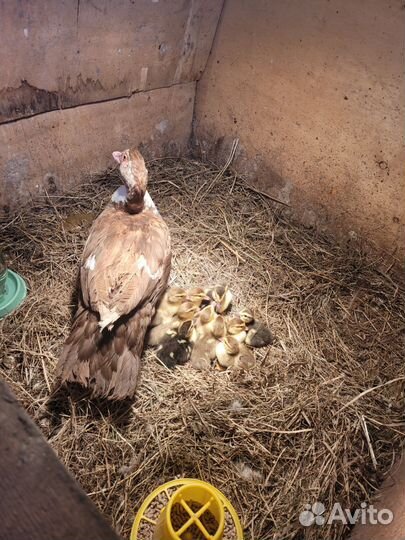 Индоутята тяжелой линии