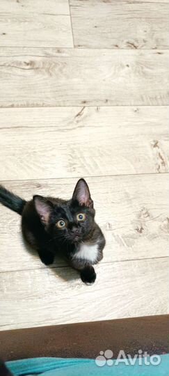 Котята милые котята