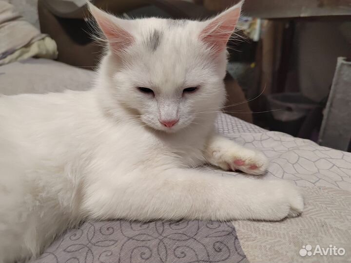 Кошечка в добрые руки