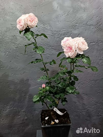 Пионовидные розы саженцы