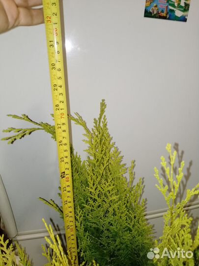 Хамеципарис лавсана Ivonne