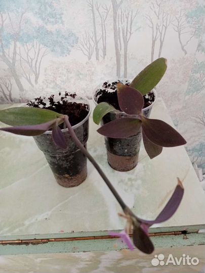 Традесканция