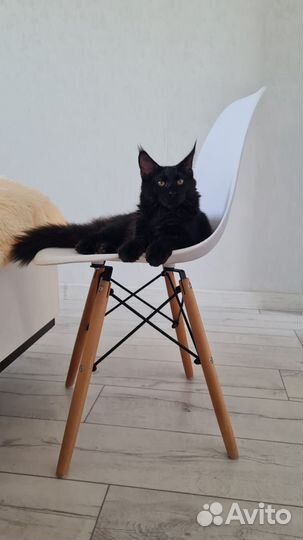 Кот Мейн-кун вязка