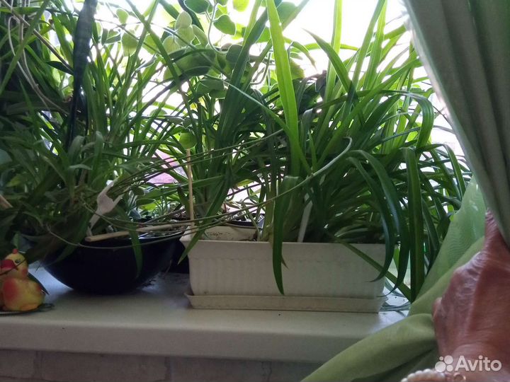 Фикус, дерево комнатное