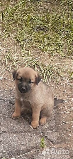 Щенки от умной собаки дворянских кровей