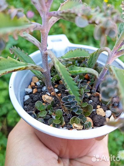 Каланхоэ Серрата