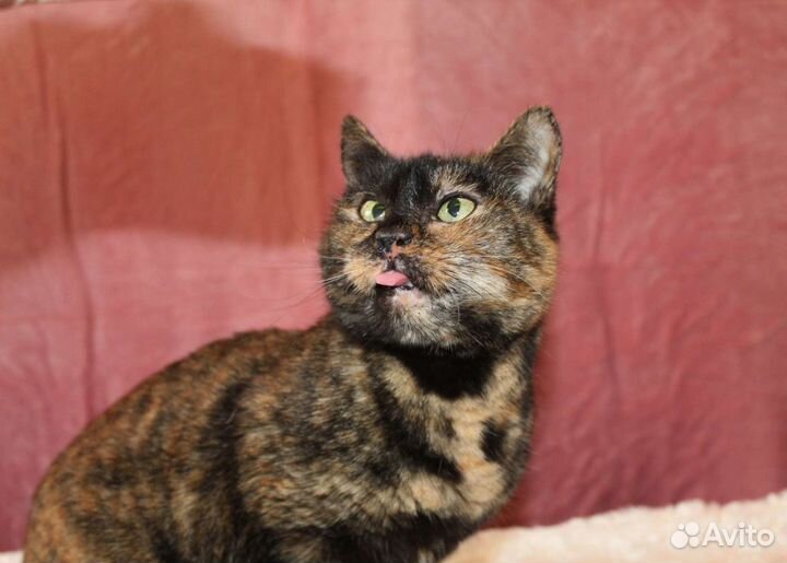 Кошка в дар