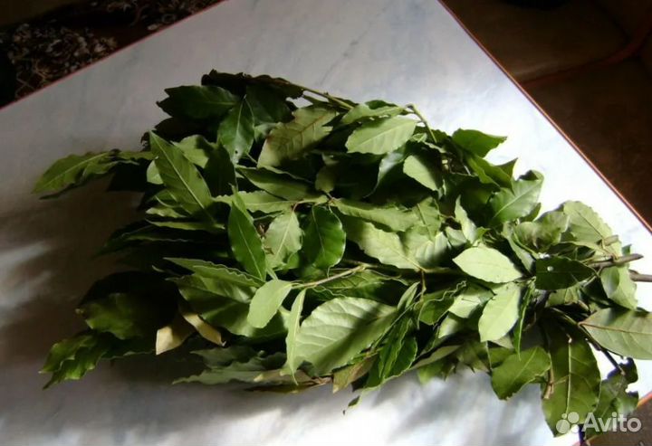 Веник для бани из лавра