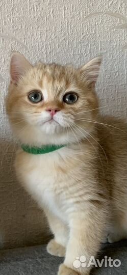Шотландский котенок