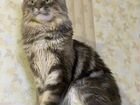 Кот на вязку мейн-кун объявление продам