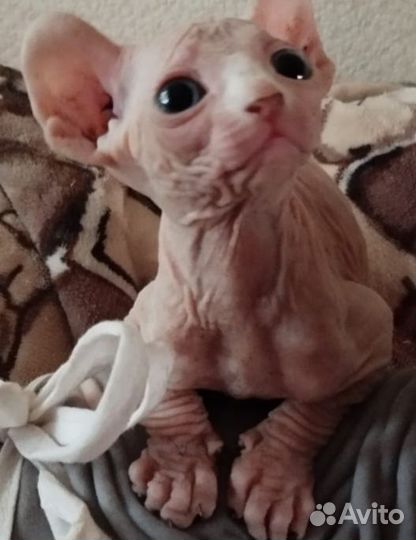 Котята эльфы