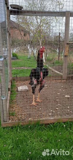 Бойцовые петухи