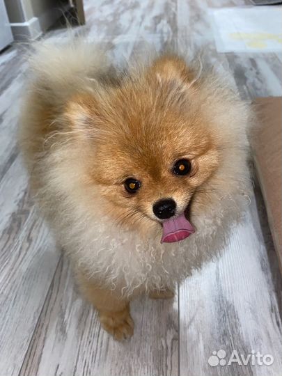 Передержка домашних животных