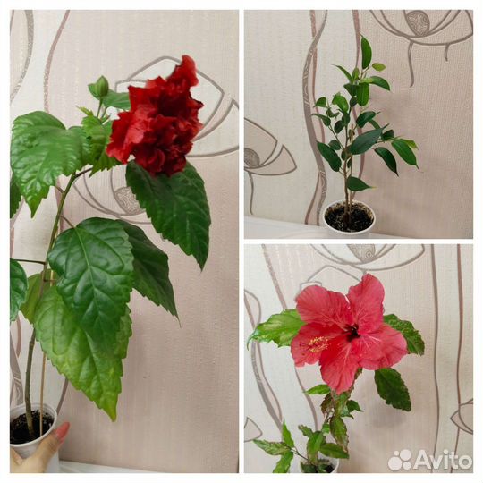 Фикус, Гибискусы