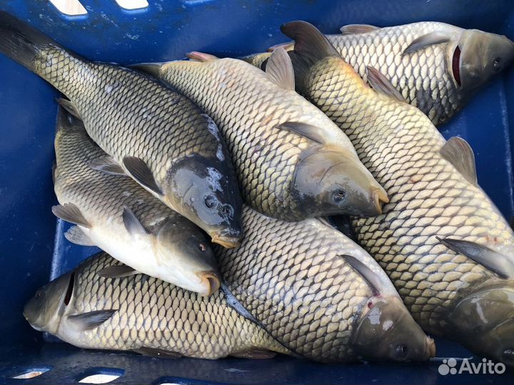 Карп живой оптом