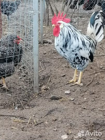 Циплята/Инкубационное яйцо