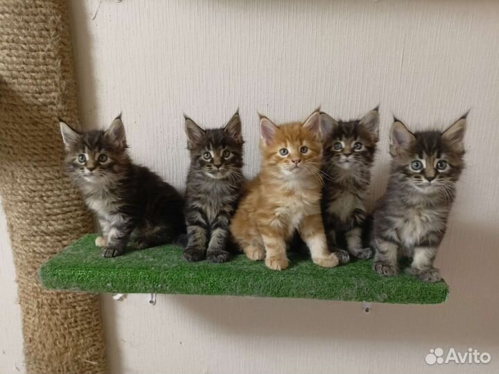 Котята мейн-кун